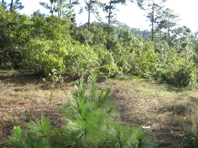 #113 - Terreno para Venta en Huehuetenango - Huehuetenango - 3